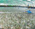 Blog về hiệu quả kỹ thuật nuôi tôm thẻ thâm canh tại Việt Nam — nghiên cứu Wageningen