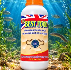 BEST FOOD