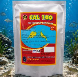 CAL 100