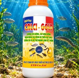 CALCI - GOLD