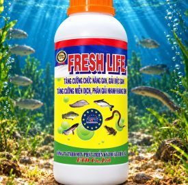 FRESH LIFE