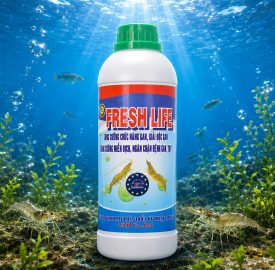 FRESH LIFE 