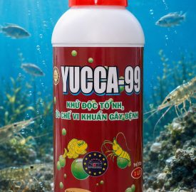 YUCCA-99