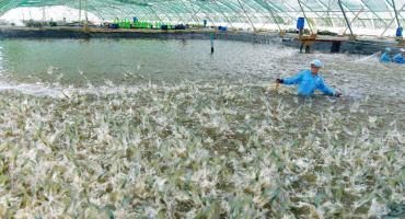 Blog về hiệu quả kỹ thuật nuôi tôm thẻ thâm canh tại Việt Nam — nghiên cứu Wageningen